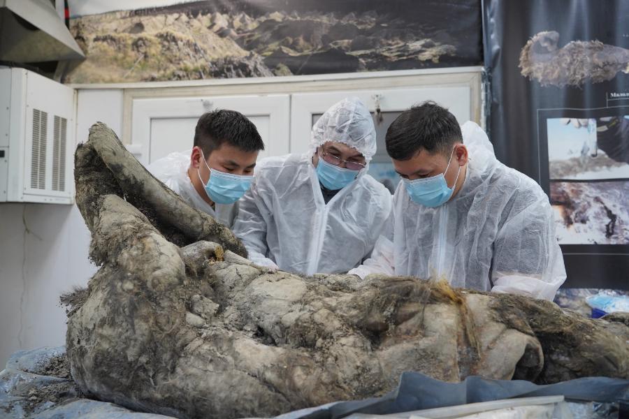 Музей мамонта СВФУ проведет международный научный семинар по изучению Этериканского бурого медведя