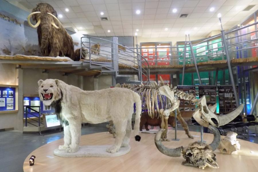 National Geographic: NEFU Mammoth Museum expands the boundaries of perception