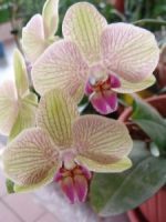 Уход за орхидеями: Фаленопсис