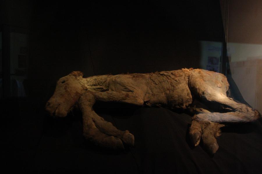  В Якутске в Музее мамонта впервые выставили тушу древнего жеребенка ледникового периода