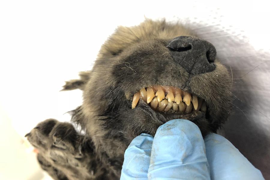 NEFU: DNA tests on the 18,000-year-old Yakutian canine cannot define the genome
