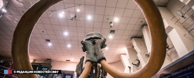 Музей мамонта СВФУ: университет готов поддержать создание Всемирного центра мамонта в Якутии