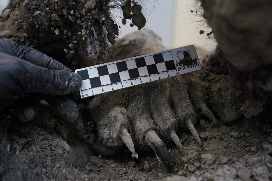 Возраст найденной в Якутии туши древнего бурого медведя составил 3 460 лет