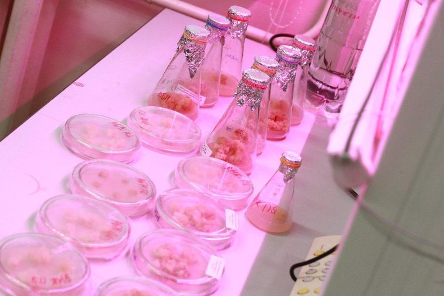 Предложенный якутскими учеными способ получения тканей растений может помочь в лечении онкологических заболеваний