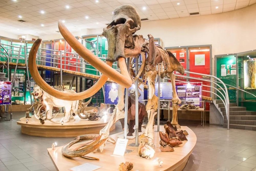 В Китае откроется выставка с экспонатами Музея мамонта СВФУ 