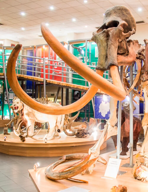 The Mammoth Museum